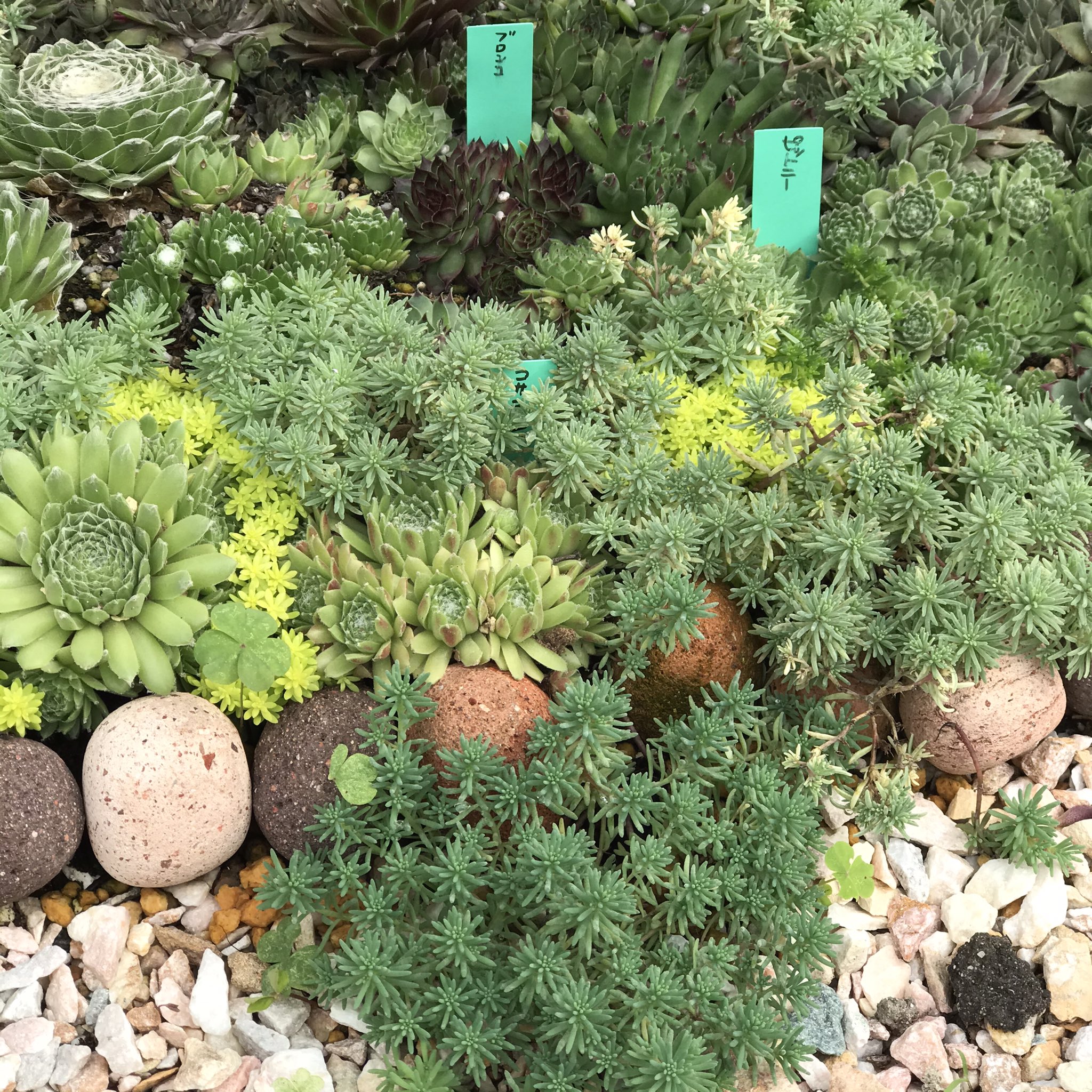 تويتر Ta29 Kitchen S S على تويتر 雨が降る度 セダムの勢いが増す 地植えセンペルが埋もれて しまいそう 多肉植物 センペルビウム 地植え多肉植物 地植え セダム T Co Vgk3w0nhrh