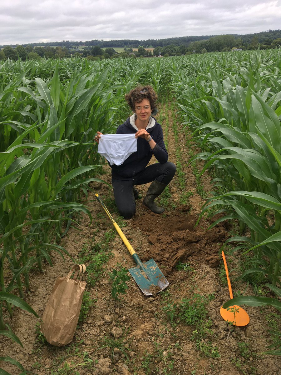 LysiakOpaline's tweet photo. 60 inch corn is amazing in the field of Nicolas, farmer in Brittany, France. What do you advise to manage the biomass ? 
#60inchcorn #agroecology @FthomasTcs @jasonmauck1 #corn #regenerativeagriculture https://t.co/crmGWbzIXy