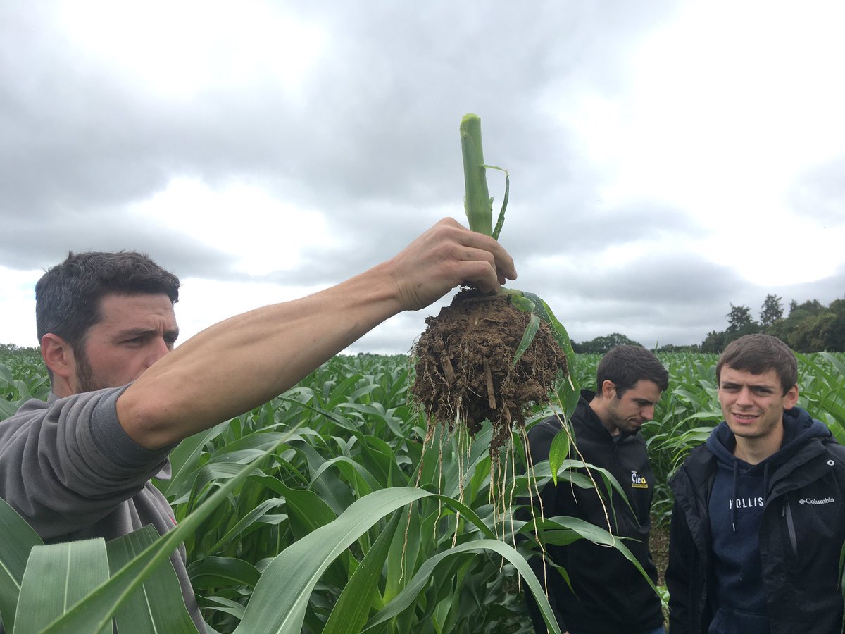 60 inch corn is amazing in the field of Nicolas, farmer in Brittany, France. What do you advise to manage the biomass ? 
#60inchcorn #agroecology <a href="/FthomasTcs/">Frédéric THOMAS</a> <a href="/jasonmauck1/">Jason Mauck</a> #corn #regenerativeagriculture
