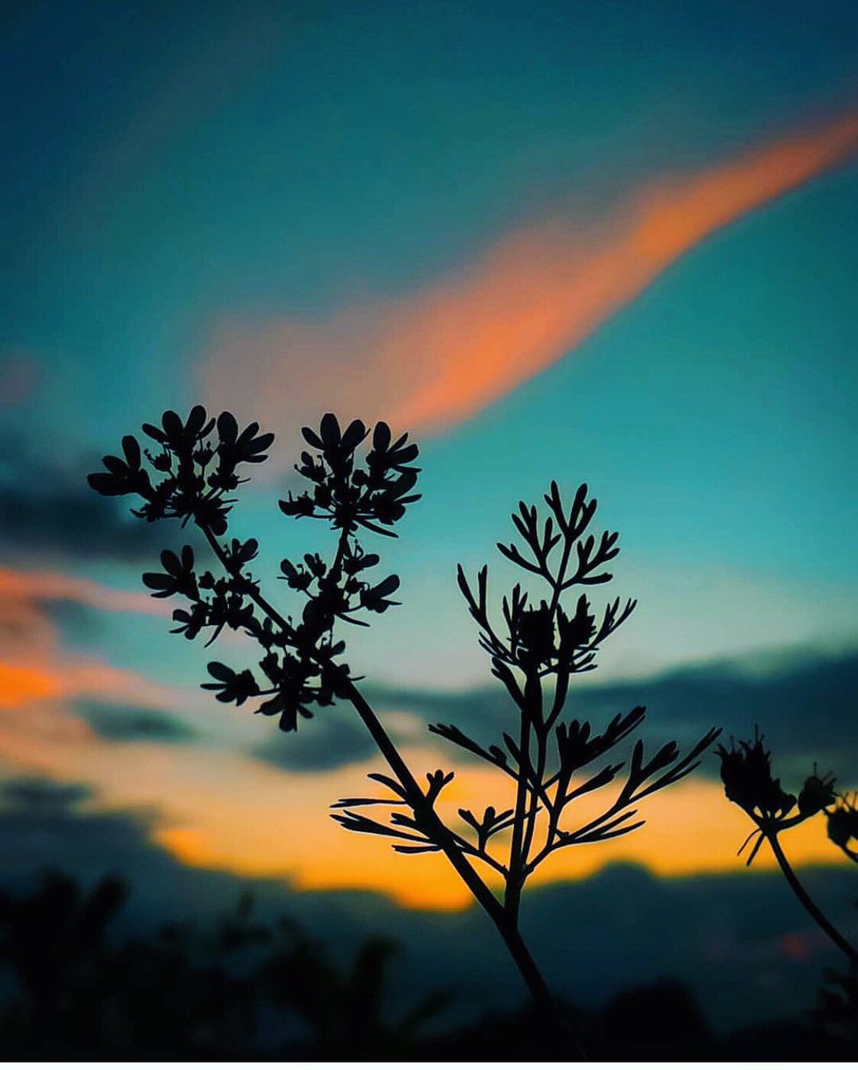 atul_jagdale13's tweet photo. #colorofparadise 💦💙💛 #colorofnature ❤️ #travelphotography 📸☔️ #mahabesar #satara #atuljagdale 🎥🤗 @atul_jagdale13 https://t.co/UzZ8GwOeA2