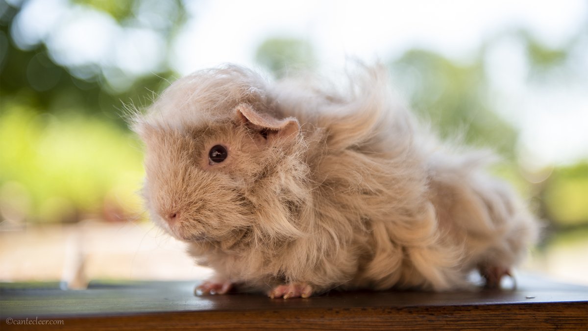 In week 28 en 29 hebben we activiteiten met als thema een dier. 🐴
Kosten van deze activiteiten zijn €2,00 p/p
Lijkt het je leuk om meer te leren van een specifiek dier, kijk dan op onze website voor meer info over deze activiteiten.
cantecleer.com/zomeractivitei…
<a href="/KampenTourist/">Kampen Tourist Info</a>