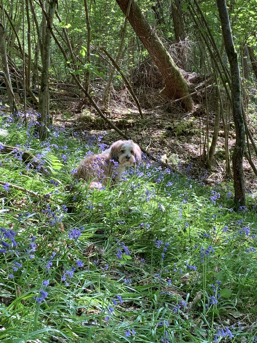 Fernieschoice's tweet photo. My girl Fernie is 7 today. I have loved every crazy moment with you my darling girl. 
Happy birthday monkey! 
Now how can I spoil you on this special day....squirrel park, tripe chews, more tennis balls???? All of the above! X https://t.co/C8i84iNYHc