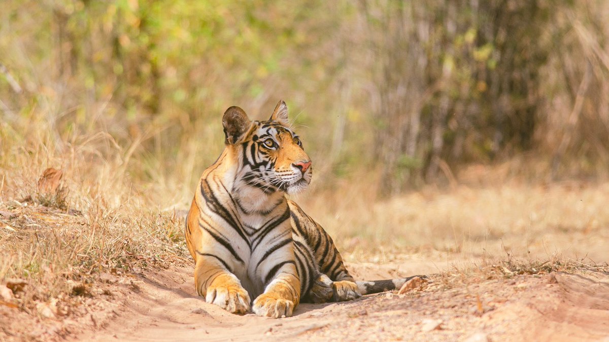 Today’s wallpaper is from an image taken in Bandhavgarh in the summer of 2013. A young tiger, barely 18 months old at the time, being curious about everything around her. Mobile and desktop versions below.  #WallpaperWednesday