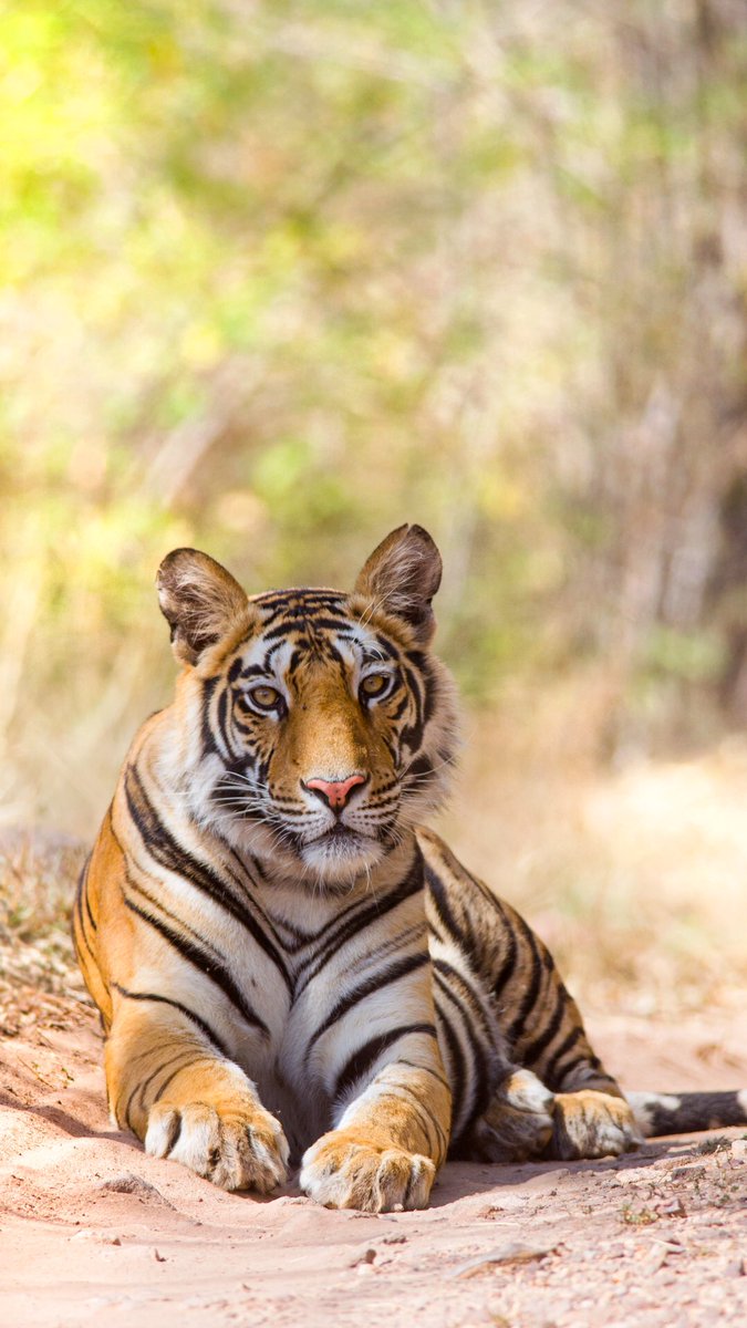 Today’s wallpaper is from an image taken in Bandhavgarh in the summer of 2013. A young tiger, barely 18 months old at the time, being curious about everything around her. Mobile and desktop versions below.  #WallpaperWednesday