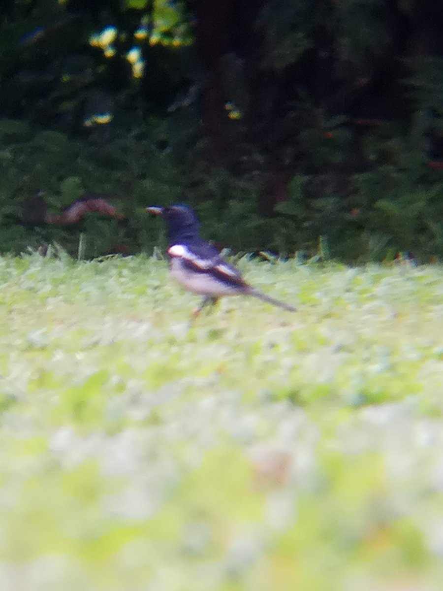 ORIENTAL MAGPIE-ROBIN (Copsychus saularis)Well known for their melodious call and a popular cage birds. It is the national bird of Bangladesh. I was devastated when i heard the news that >3000 Magpies were seized from illegal poachers on its way to Indonesia. Loc UNDISCLOSED