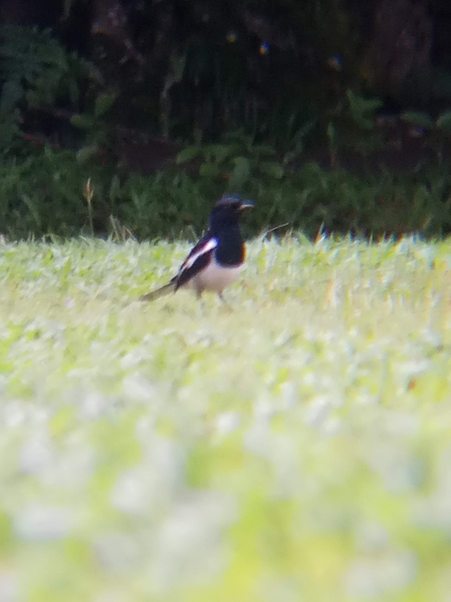 ORIENTAL MAGPIE-ROBIN (Copsychus saularis)Well known for their melodious call and a popular cage birds. It is the national bird of Bangladesh. I was devastated when i heard the news that >3000 Magpies were seized from illegal poachers on its way to Indonesia. Loc UNDISCLOSED