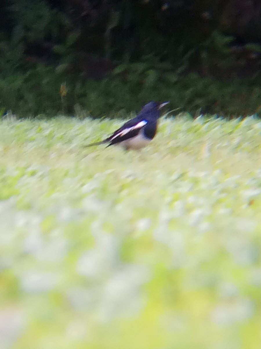 ORIENTAL MAGPIE-ROBIN (Copsychus saularis)Well known for their melodious call and a popular cage birds. It is the national bird of Bangladesh. I was devastated when i heard the news that >3000 Magpies were seized from illegal poachers on its way to Indonesia. Loc UNDISCLOSED