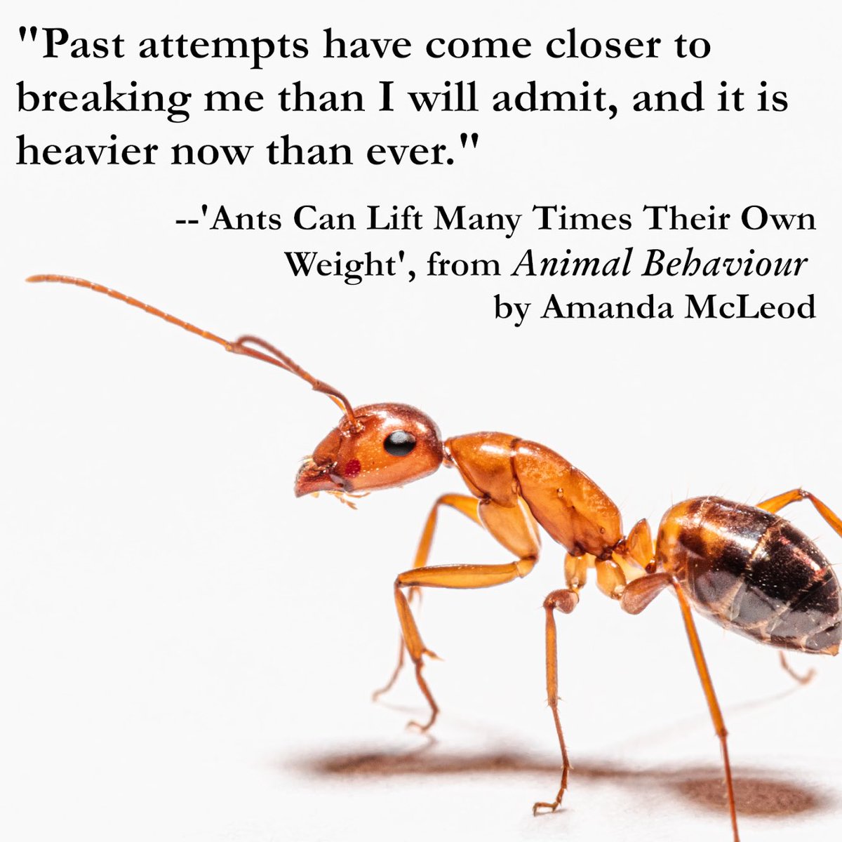 AmandaMWrites's tweet photo. This is a story about trusting yourself. You’re more capable than you think.
From my #FlashCollection ‘Animal Behaviour’ out Friday from Chaffinch Press (link in bio).
In the meantime, tell me about a time you backed yourself! For me, it was writing this book! #WritingCommunity https://t.co/rV3z4ciXPg