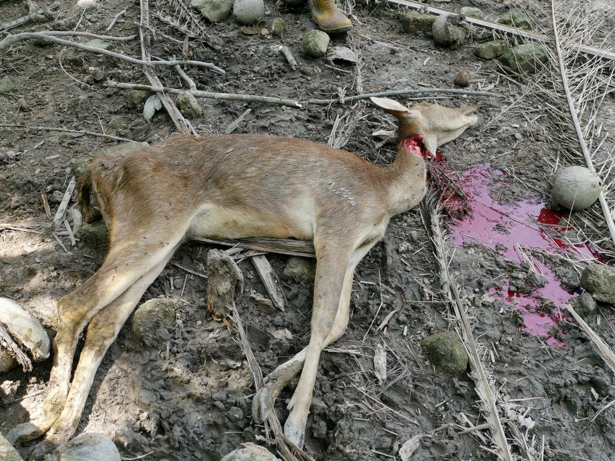 NorimlaOsman's tweet photo. Deer sakit tercucuk duri. https://t.co/QkRhO5v8Ub
