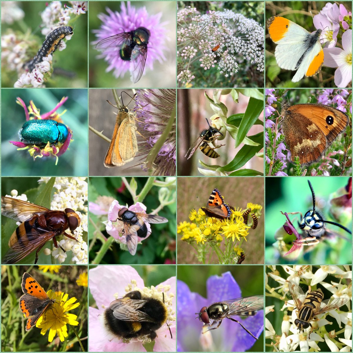 Enjoyed #NationalInsectWeek? It’s #WildWebsWednesday every week!🥳 Please share your lovely pics of wildflowers with their dependent organisms. If you can show a food web even better! Let’s celebrate the biodiversity that our wild flora supports! #weboflife #wildflowerhour