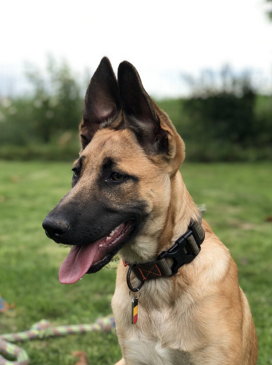 CeciLetGreg's tweet photo. Black Ops #malinois #Malinois #puppymalinois #malinoisworld #maligator https://t.co/Jbw7oPy5cg
