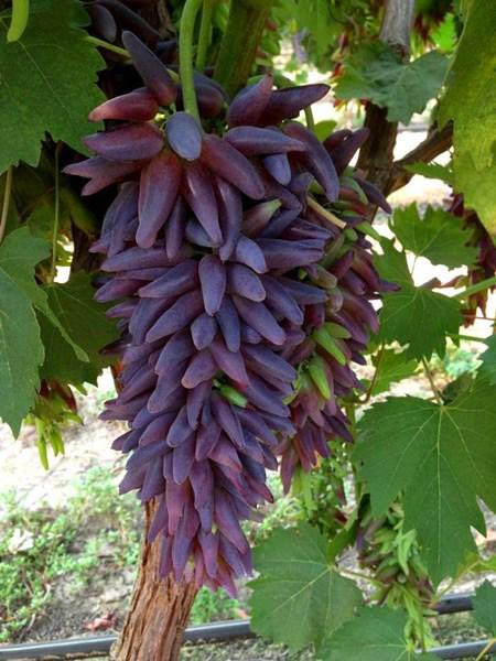 نباتات on Twitter: "من أنواع العنب المتميز في الشكل (عنب الأصابع) witch  fingers grapes وهو هجين من أصناف أخرى من العنب 🍇… "