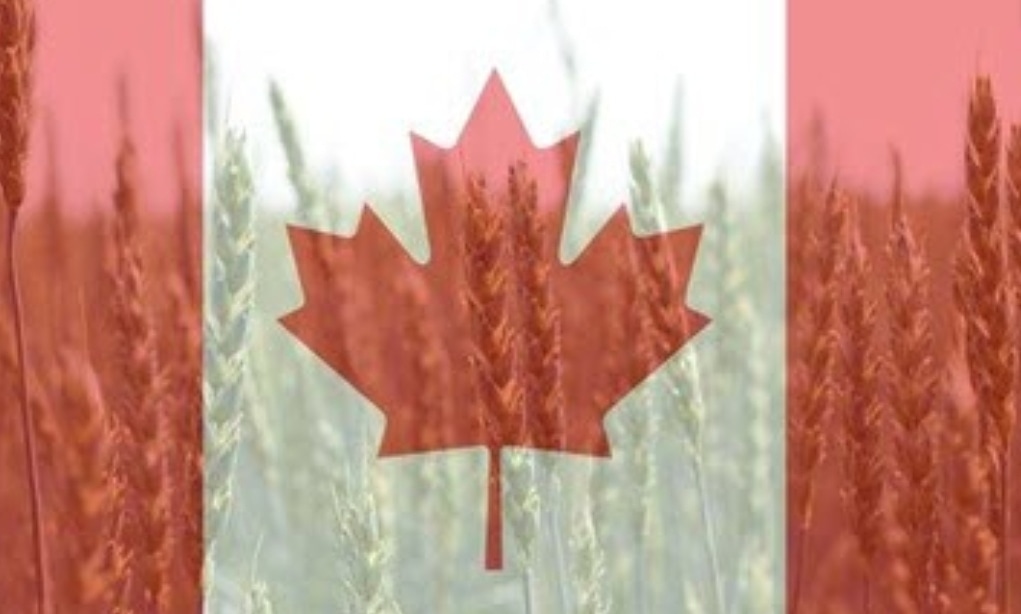 SuttonFair's tweet image. Happy Canada Day!