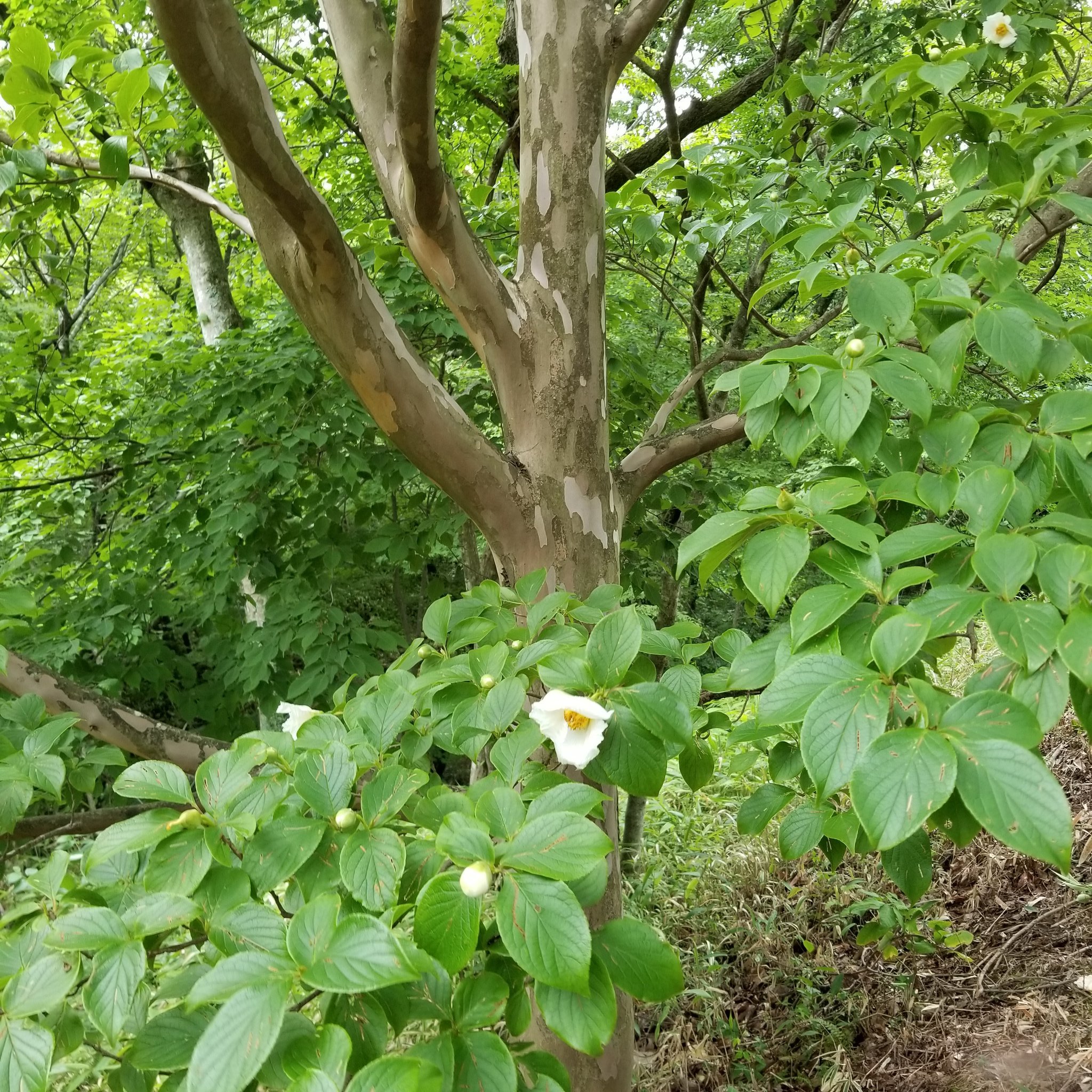 ヒゴタイ公園キャンプ村 夏椿 別名は 沙羅双樹 花言葉は はかない美しさ 愛らしさ 7月 初夏を感じるスタートです 熊本 阿蘇 産山村 花すたぐらむ 山野草 サルスベリの木 T Co J9b8f6aexm Twitter