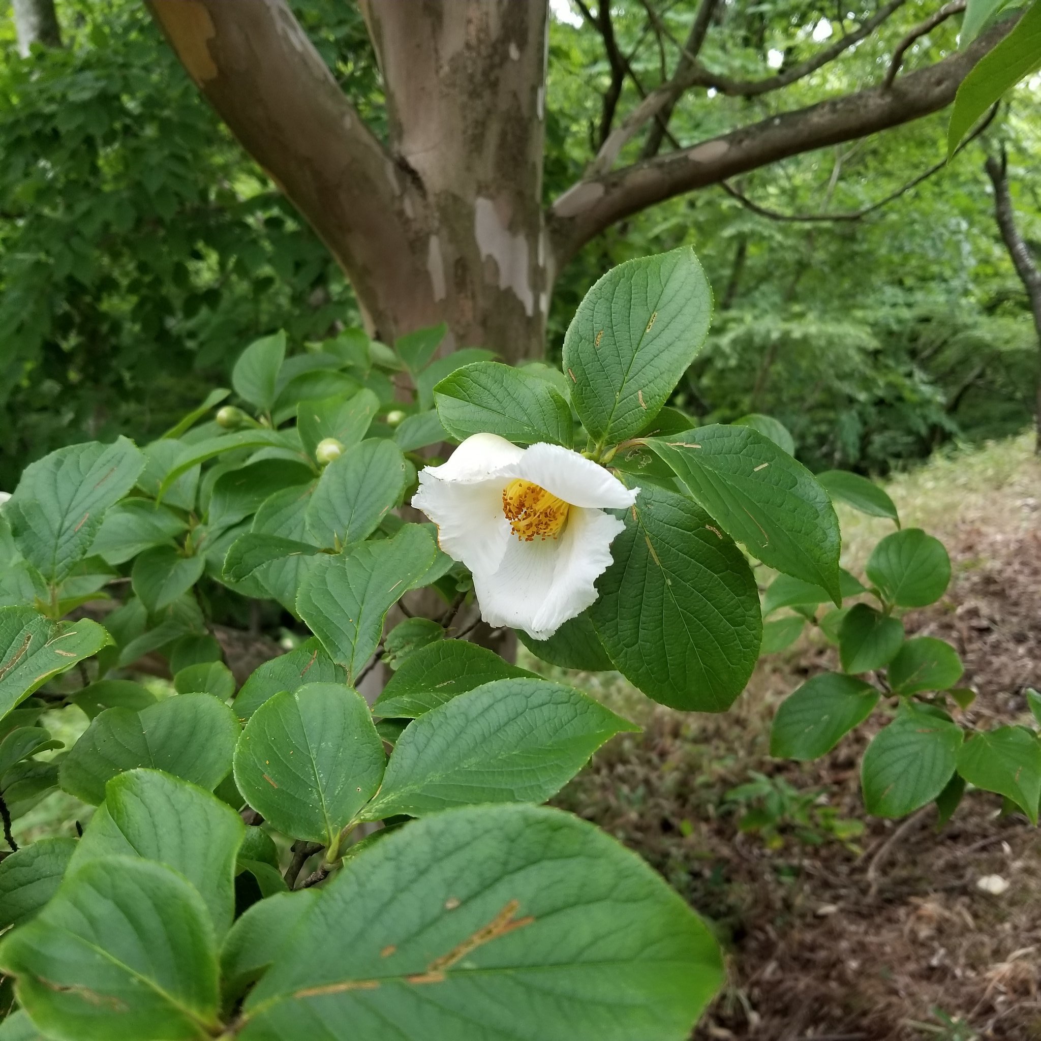 ヒゴタイ公園キャンプ村 夏椿 別名は 沙羅双樹 花言葉は はかない美しさ 愛らしさ 7月 初夏を感じるスタートです 熊本 阿蘇 産山村 花すたぐらむ 山野草 サルスベリの木 T Co J9b8f6aexm Twitter