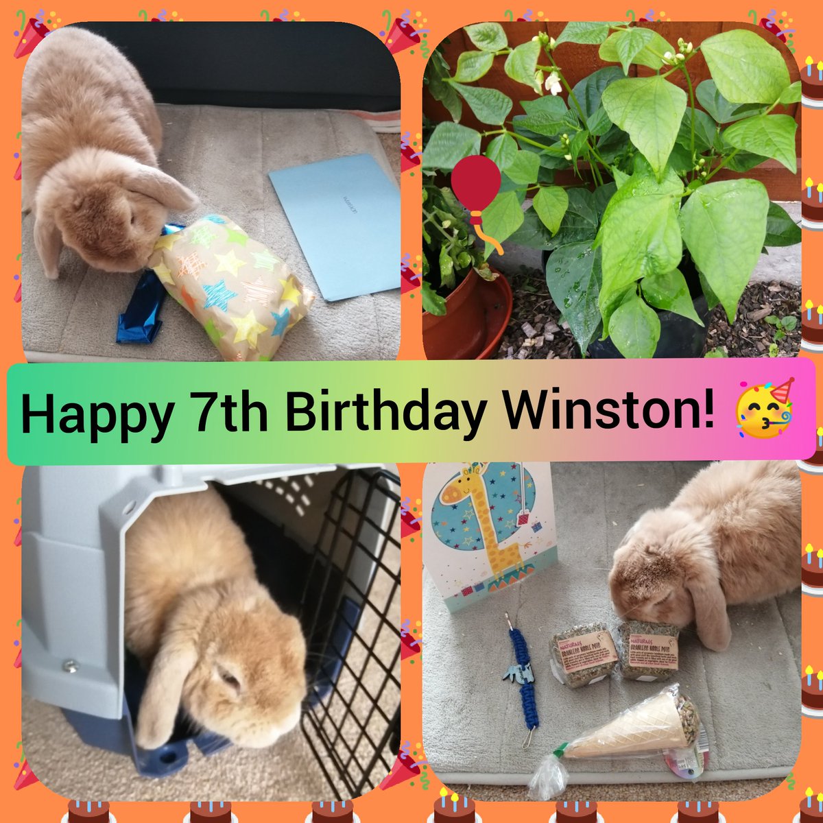 PoppysCabin's tweet photo. Winston is now 7 years old! #PoppysCabinMascot 🐇🎁🎈🎉 https://t.co/9MJHLLrzRE