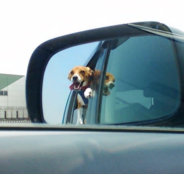 beaglepepeko's tweet photo. 今日のアルバム
ワクワクするイヌ😆
#beagle #ビーグル #Drivedog https://t.co/ZvhXvys4hz
