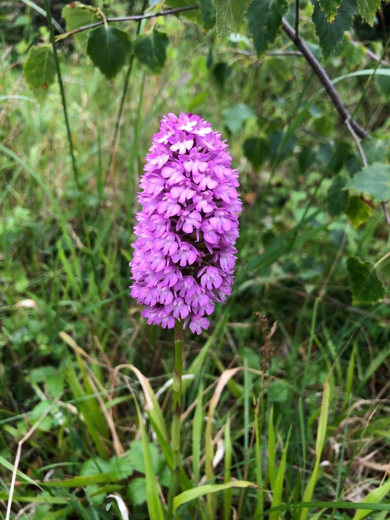 fromtheborders's tweet photo. Beautiful orchids in Maes Y Pant / Marford quarry today  #Marford  #wildflower https://t.co/n0TWlhEkOm
