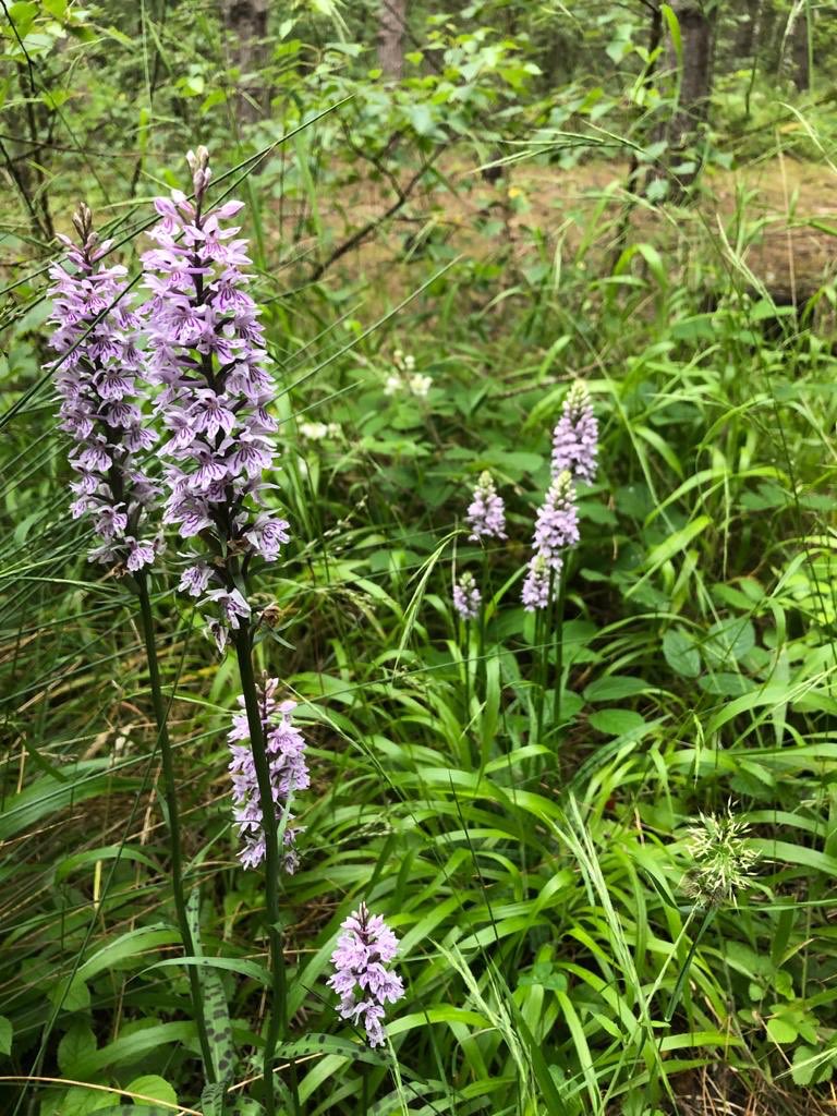 fromtheborders's tweet photo. Beautiful orchids in Maes Y Pant / Marford quarry today  #Marford  #wildflower https://t.co/n0TWlhEkOm