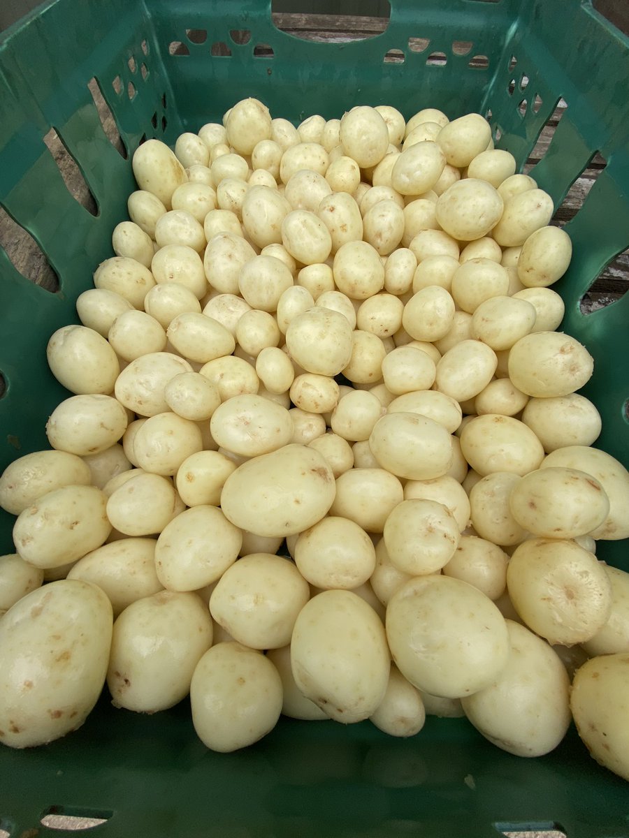 benjamincavill's tweet photo. Lovely sample of #Gemson potatoes straight off the field this afternoon! #QualityCornishPotatoes #Harvest20 @Branston https://t.co/hbzSX9bo59