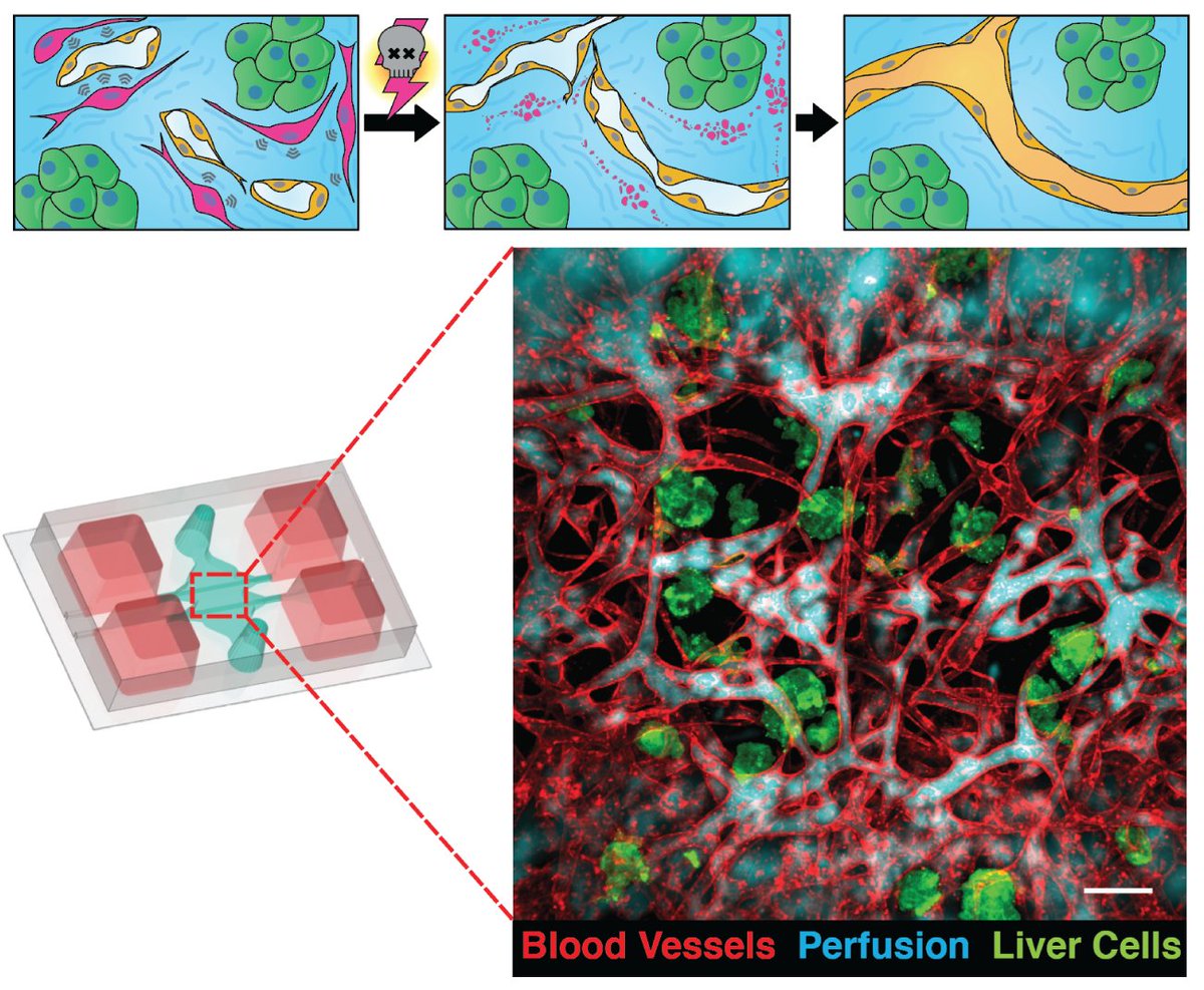 HHGrecoSong's tweet photo. Introducing CAMEO, our fresh take on #tissueengineering using #syntheticbiology! With guidance from Christopher Chen (Boston U) and Sangeeta Bhatia @snbhatia (MIT), I am thrilled to finally highlight this effort, out now in Advanced Functional Materials! https://t.co/JyYIn9Wf0m https://t.co/RUX7RaAmEu