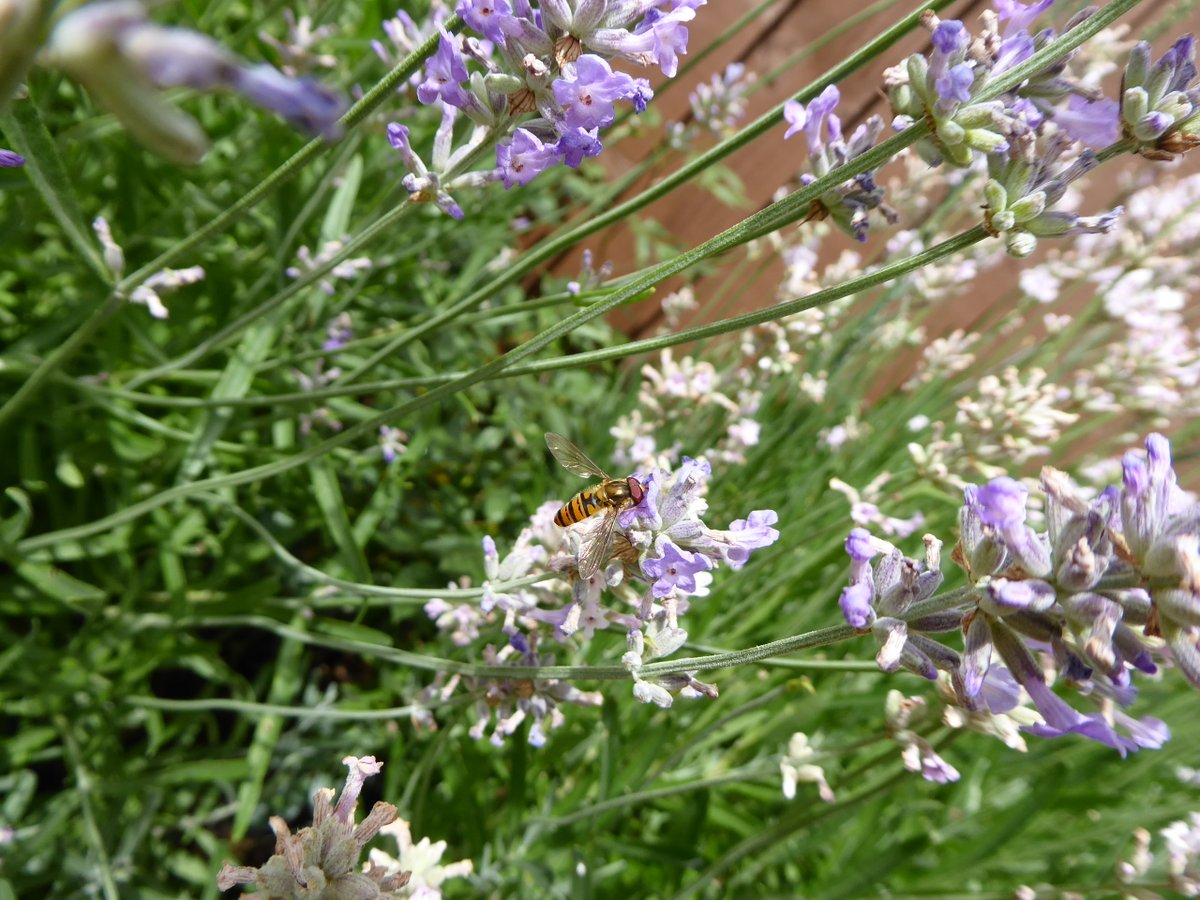 Girlinthe's tweet photo. @melindahaunton Those lavender borders are magnificent! I'm very pleased with mine, which now flowers in three varieties: standard, 'rose' (ie pink), and 'Hidcote' (ie dark purple). With #BonusBee and #BonusHoverfly. #JacobinDay https://t.co/E1G6Zu5BEg