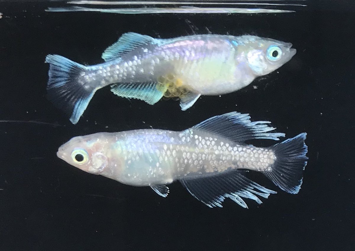 茨城めだか 8jmivmmzjj9vzli Twitter 茨城めだか 8jmivmmzjj9vzli Twitter