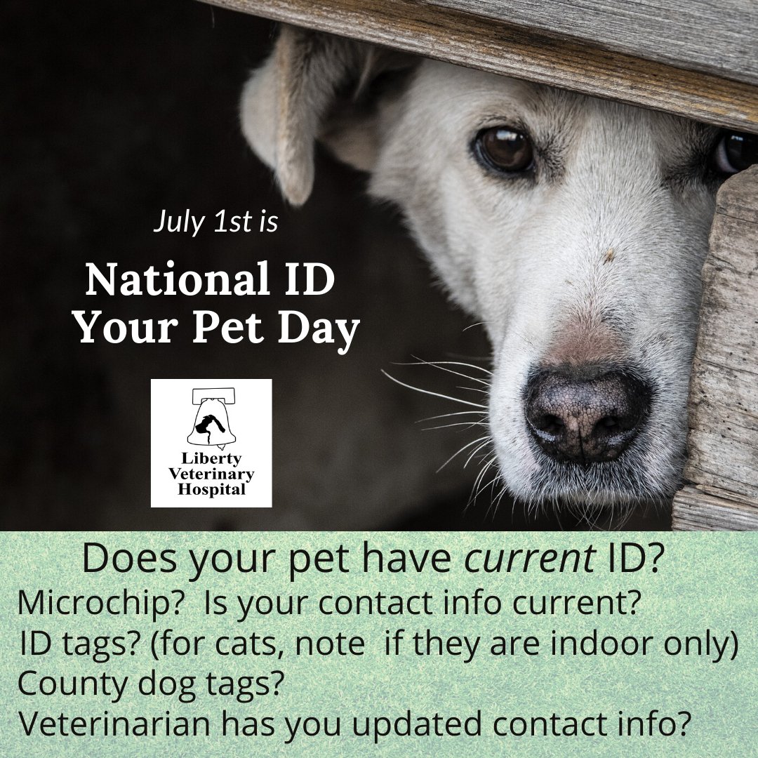 If your pet were to get lost, would they be able to be identified easily and returned to you?