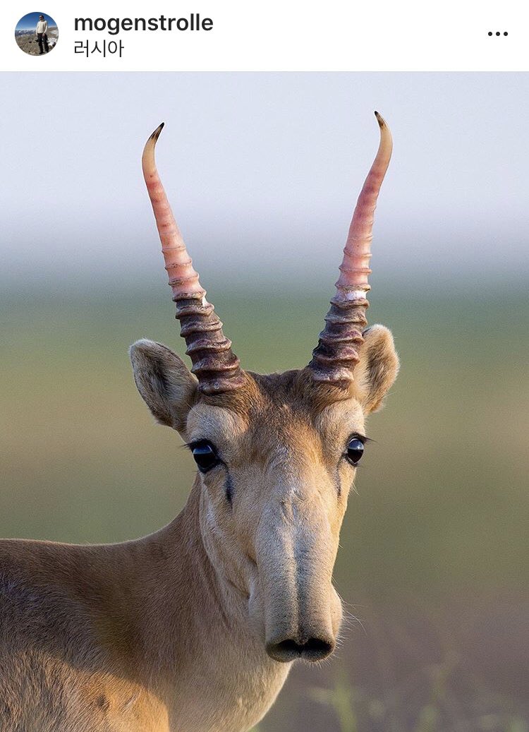 cornerjn's tweet photo. 멸종 위기종 위급 단계의 사이가 산양 Saiga Antelope 은 홍적세 때부터 있었던 고대생명체스러운 위용. 최근에는 러시아 카자흐스탄 몽골에서 발견될 뿐인데 지난 세기 중후반에 인간의 기근으로 팔만칠천톤의 육류로 소비되며 확 줄고 뿔이 약용이라는둥으로 줄고 https://t.co/E4CXlJJuOA