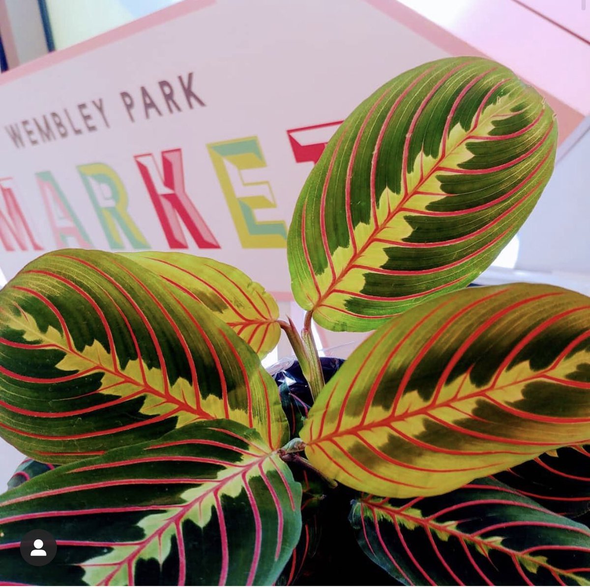 *Re-stock* We've just had a delivery of some lovely calathea from London House Plants in a variety of interesting patterns and shapes 🌿..we love this one in particular as it matches our #brandcolours 😄