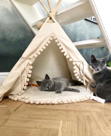 mytreegifts's tweet image. 