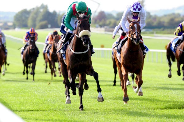 MHalfordRacing's tweet photo. 3 Runners For Leopardstown This Evening  @MHalfordRacing          https://t.co/SgQrUQ4hhe https://t.co/VDwVjMJ4b5