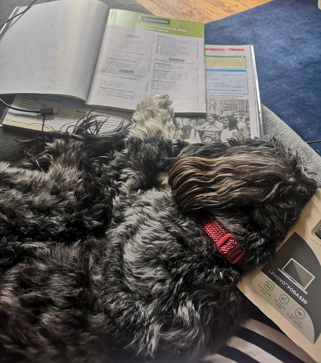 When your dog wants you to stop working 🐾🐾 #edutwitter #historyteacher #teacherlife