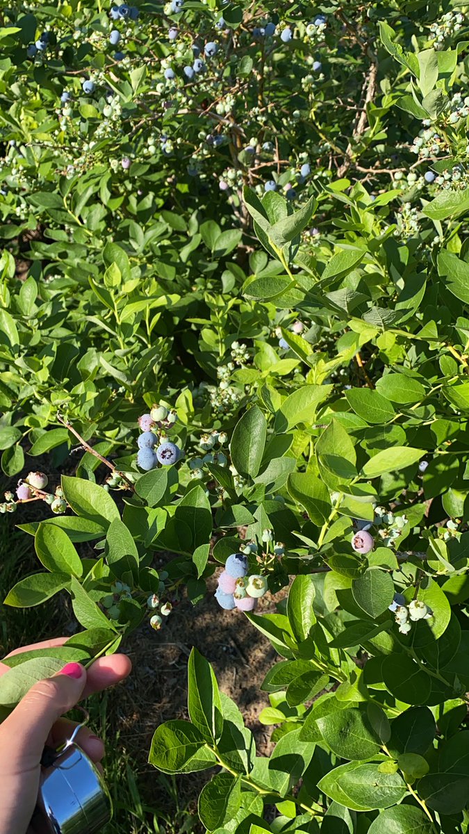 Counting blueberries up in Southwest Michigan!