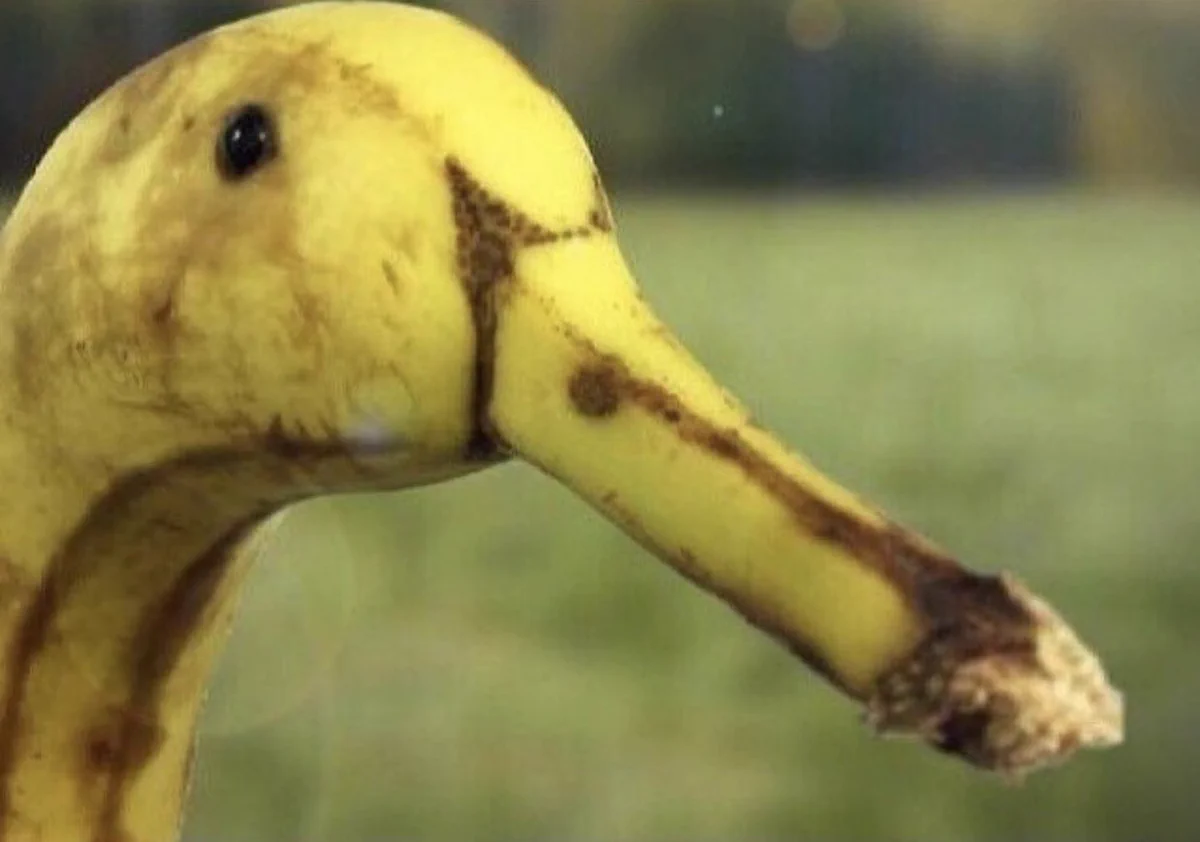 これアヒルに見える人！疲れてるみたいなので早く帰った方がいいですよｗｗ