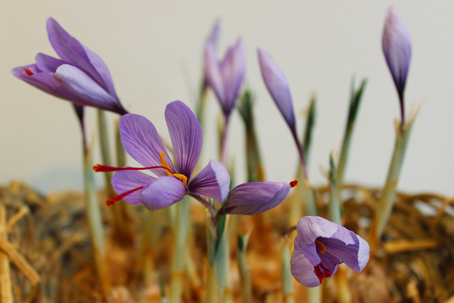 薬食さふらん堂 今年も サフラン球根の販売が始まりました ほったらかしでも部屋の中を可憐に彩り スパイスにもなるサフランを ぜひ育ててみてくださいね サフランの効能 古くから婦人病に効き目があるとされ 更年期障害や冷え性 生理痛の予防