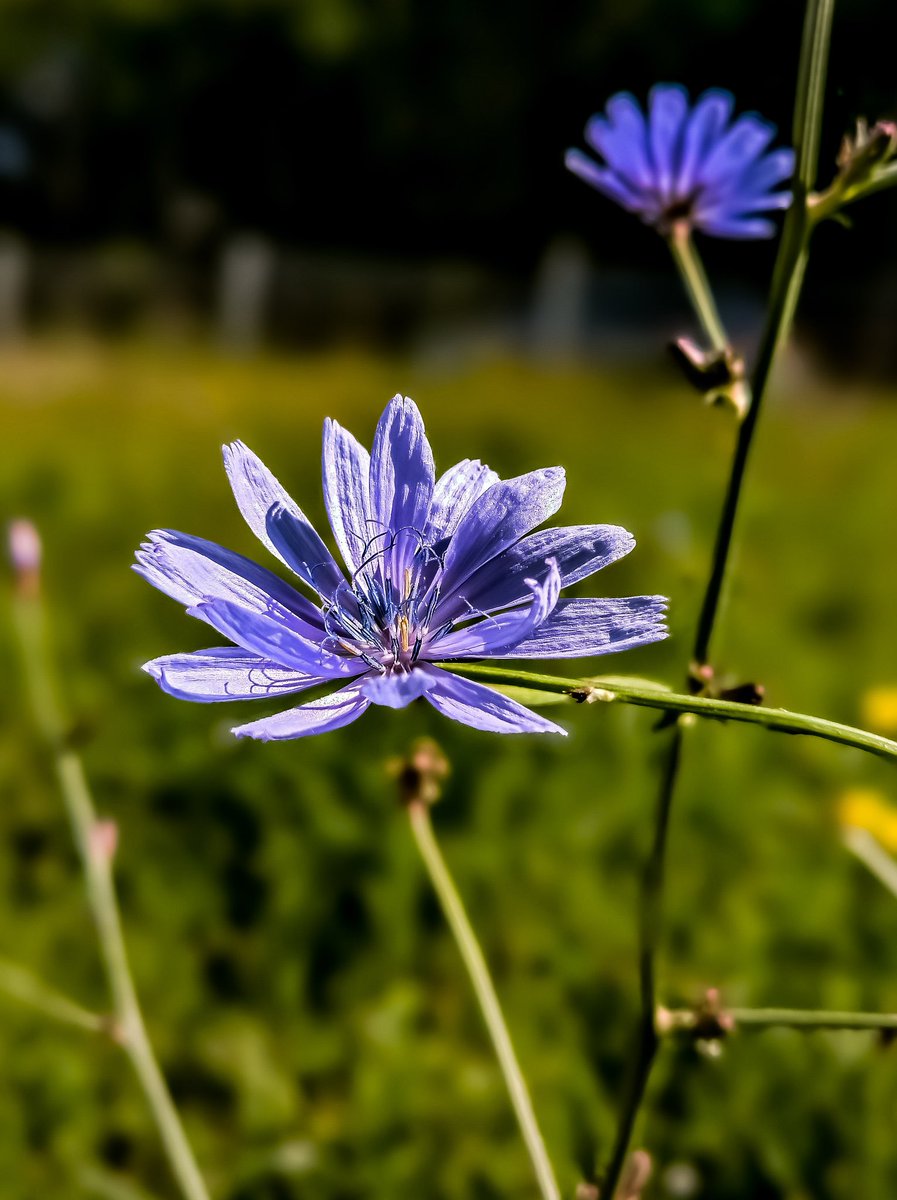 The beauty of #chicoryflower captured by #Nokia9pureview
.
.
.
.
#shotonnokia #teampureview #zeisslenses
#macrophotography
#nokiafanss #naturephotography @MobilePhotoBlog #nokiavoices #nature #macroinsect #macroflowers
 @Nokiapoweruser @NokiamobBlog @ZEISSLenses @500px