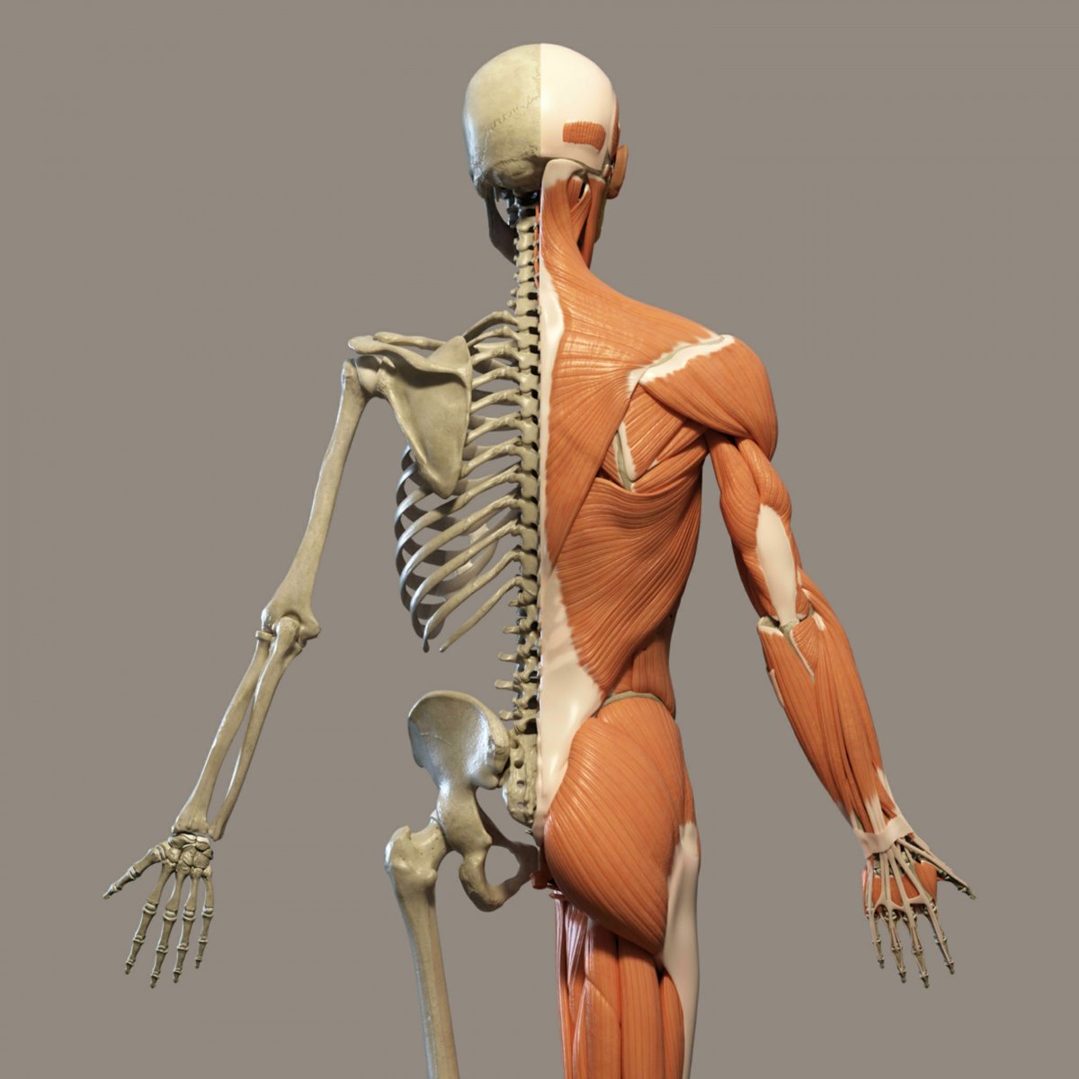 BiomecaEnsam's tweet photo. [#Bioméquiz n.1] Aujourd'hui, 1er épisode d'une série de questions/infos sur la #biomécanique humaine 🤸‍♂️ ! Et on commence avec le système musculaire 💪 

Savez-vous combien il y a de muscles dans le corps humain ? 

Participez ci-dessous, réponse demain matin 👩‍🎓 #funscience https://t.co/k9ueJTor1G