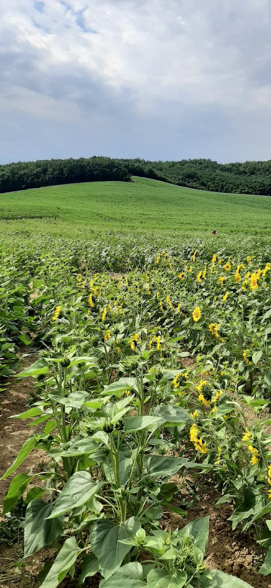 Formation Tournesol <a href="/asfis/">ASFIS</a> avec les formateurs <a href="/AnamsoAssos/">ANAMSO</a> @GnisSudOuest @GnisSudEst