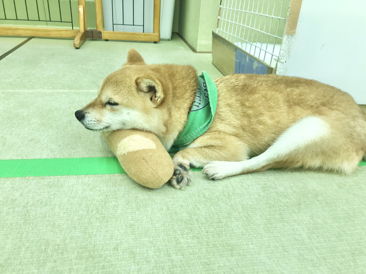小豆柴の郷 秋葉原 スイカ のリアルタイムです パンマクラは気持ちいいでしな サイズ感もピッタリでし 極楽なスイカちゃんでした 小豆柴の郷は 豆柴カフェ ではありません 豆柴より小さい世界最小の柴犬小豆柴とも触れ合える 小豆柴