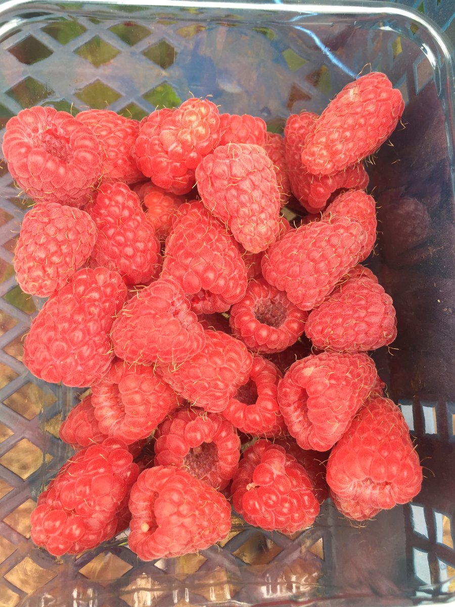 Dom_bbc's tweet photo. Change of scene today, raspberries ! #Fruitpicking #Pickforbritain #Spilmans #Notfurloughed https://t.co/rWY8E4RRGq
