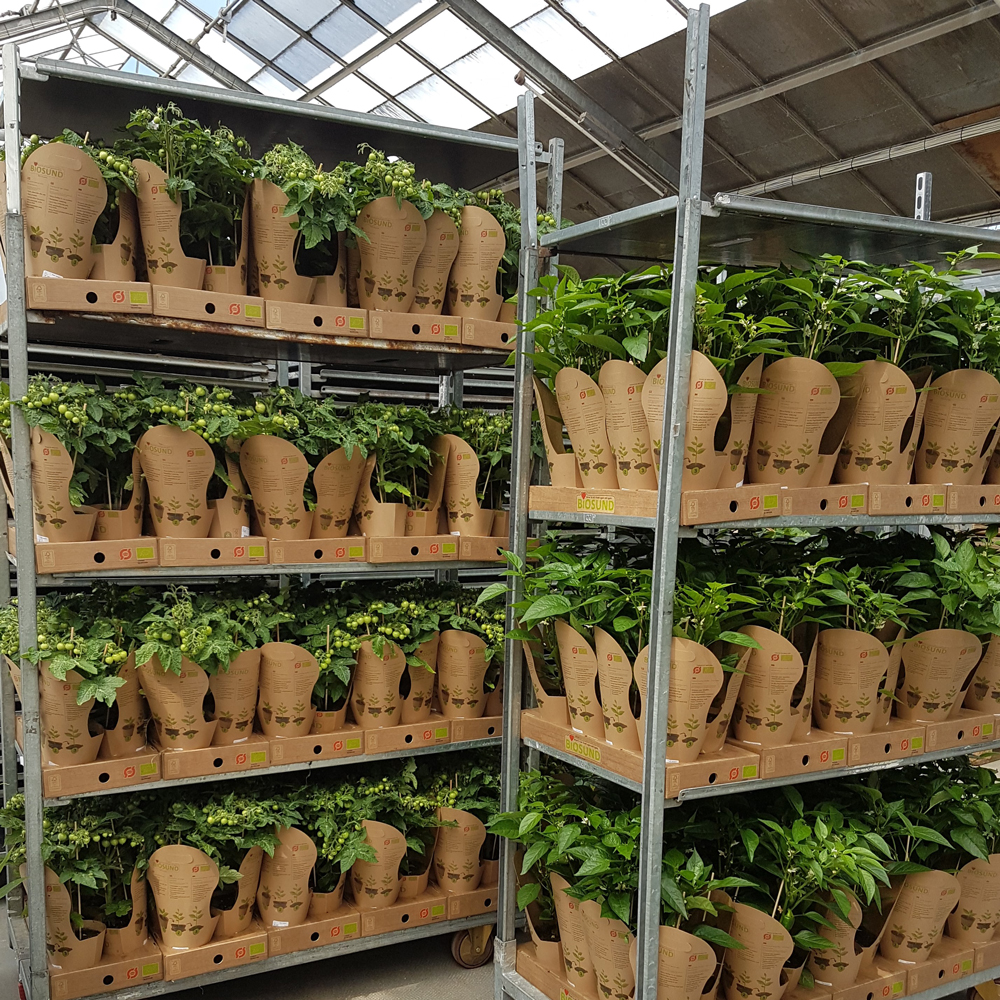 #Sustainable Danish company @Biosund.dk produce grow your own organic vegetables and herbs in compostable plant pots which mean they’re 100% eco-friendly and can be grown in your kitchen or greenhouse. 🌱⁣
⁣
👉Find them in your local ANI!