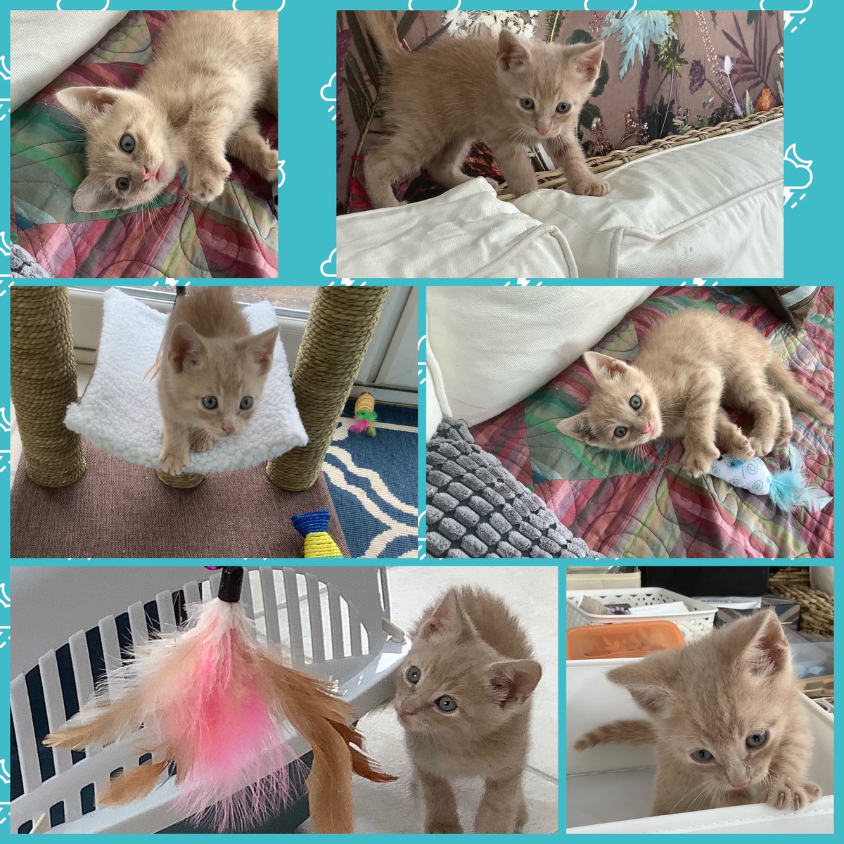 SixpennyStudio's tweet photo. Meet Riley the Sixpenny Studio creative assistant whose joined the team here at South Logan Farm .
So little work done the last two days 🤣 I wonder why 🐱💕. So today’s plan is to get into a routine , hopefully set by me but then again... #kitten #meetRiley #noworkdone https://t.co/ebTbcACKG5