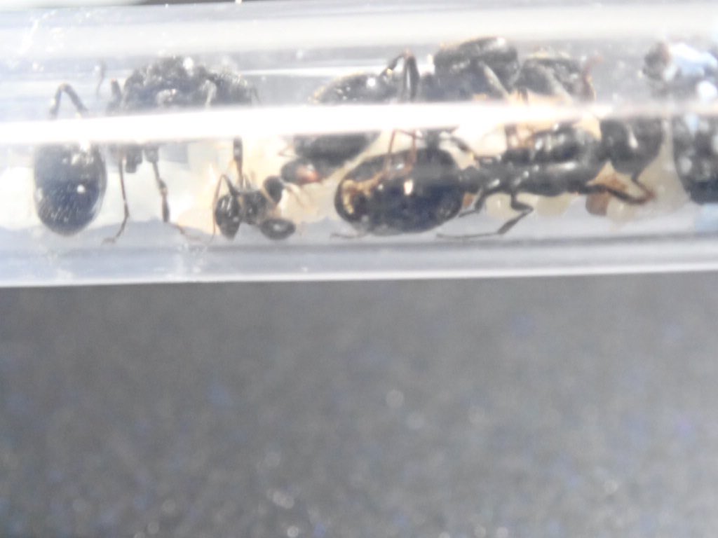 ありありch アリの飼育記 4 アシナガアリ 去年は不調だったけど今年は順調に増えてる 冬眠が良かったのかな 肉餌増やしたのが吉 アシナガアリは女王の使徒感がかっこいいのよねー