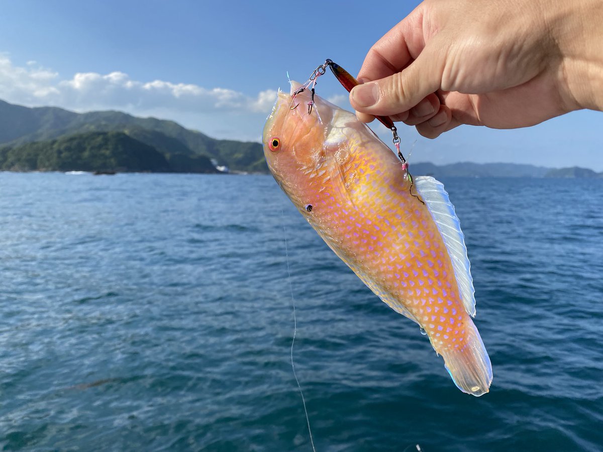 多田水産 主食は魚 ちと沖まで行ってジグでイサギ狙いたかったんですが 波が有って断念 近場で遊んでましたワカナ小サバ小ネイリテスサメ 船べりまで寄せる潜られるを何度か繰り返したブリにはスナップ伸ばされて終了 明日も鰹の水揚げ有ります仕事し