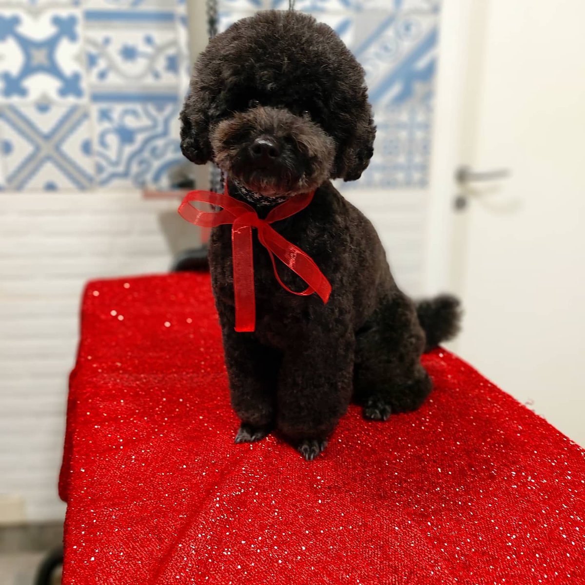 ShowerBeauty's tweet photo. 🌊☀️ Summer Look ☀️🌊
 
Colori natalizi su taglio estivo #Dotty #poodles #prilaga #toypoodle #groomerlife #palermo_in #palermo #oliviapalermo #poodlelove #palermosoho #petgroomer #igerspalermo #summerlookhere #summerlooks #groomers #palermocity #doggroomer #showerdogbeautyespa https://t.co/xbEVRa8fno