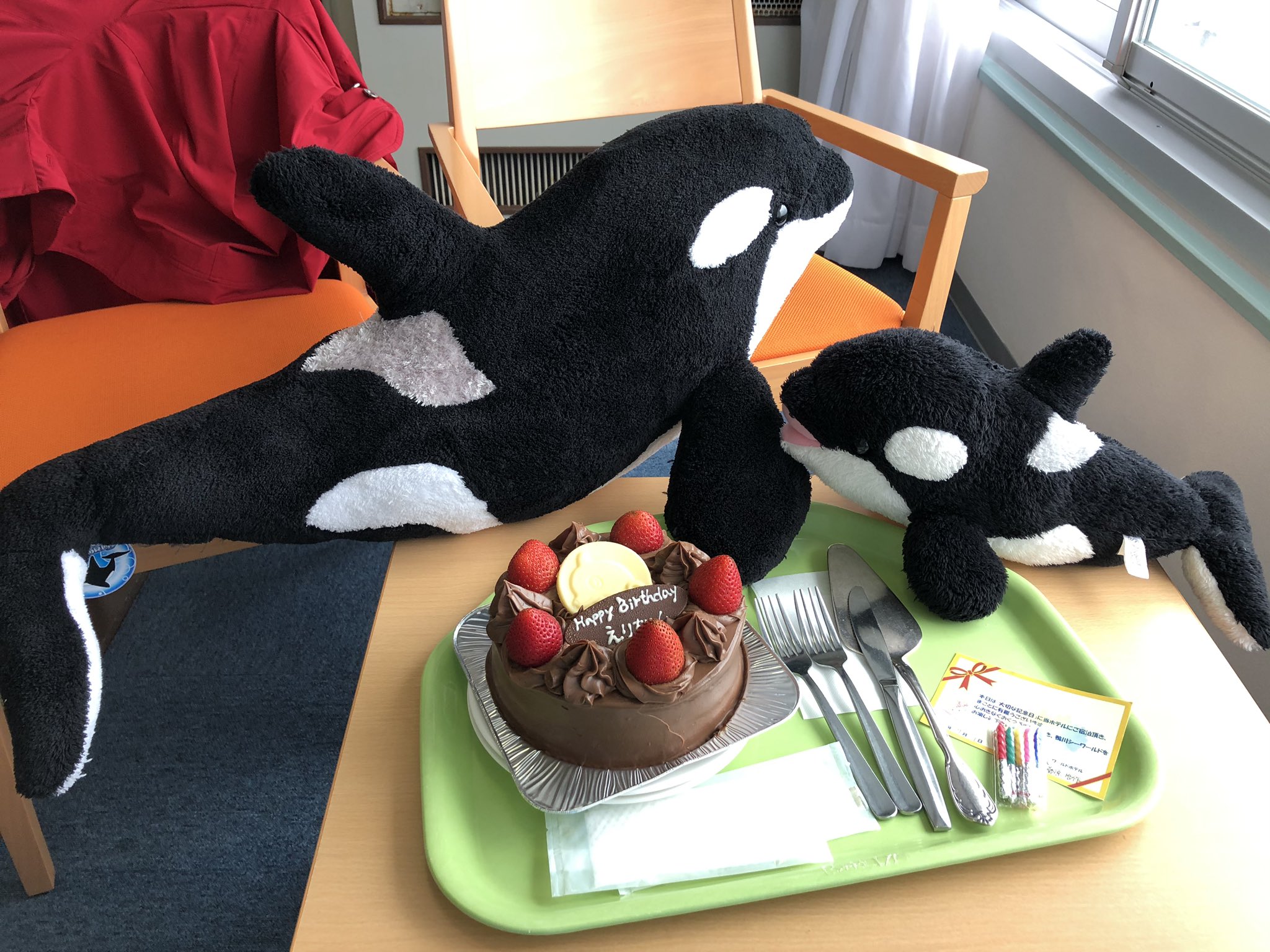 種仔 ホテルついたら サプライズ 巨大シャチちゃんとお誕生日ケーキ やばにゃんっ 幸せすぎて死ねる 鴨川シーワールド T Co Smriyjdu48 Twitter