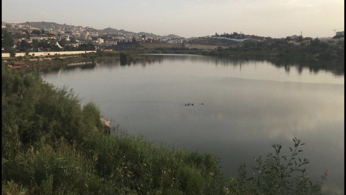 إيقافٌ لعقارب الساعة بعدستي من أجلِ تأطير الجمال في صورة .

( فهذهِ { أبها } المُبهرةُ حد الإفتتان ، واللعوبُ حد الإرتماء )

وهآهو سِربُ البطِ يعومُ مشدوهاً ليجعل من بُحيرة أبها أجمل محطاته ويُقرر المكوث السرمدي بديلاً عن الرحيل .

 #عوده_الطيران_الدولي