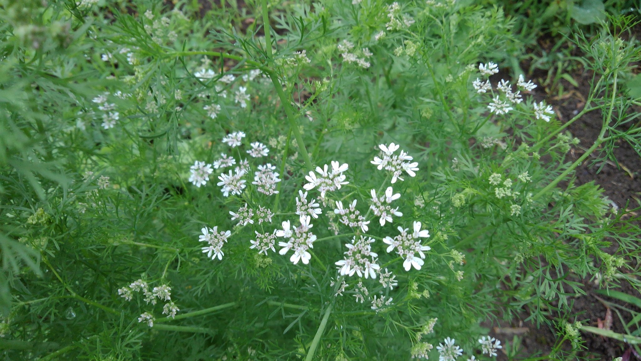よっしー パクチーの花 花はかわいらしいけど 葉っぱはすごい臭い 結局 我が家はみんなパクチー苦手だったので コリアンダーシードの採種を目指します 家庭菜園 パクチーの花 コリアンダーシード T Co Jqw04a5s0t Twitter
