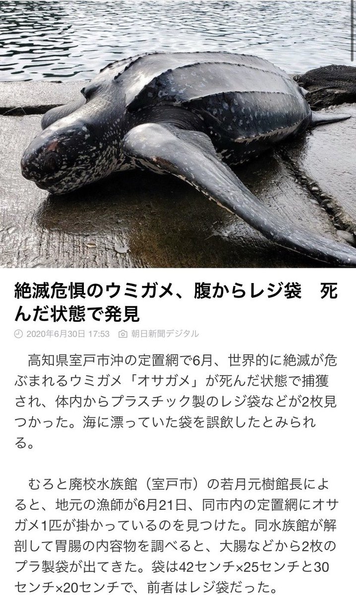 GretaKazuya's tweet photo. ジャパニーズグレタはやるせない思いでいっぱいです！
今日から有料化になったレジ袋ですが、少しでもゴミを減らす努力をしたい！
#環境問題 #ウミガメ #絶滅危惧種 #COVID19 #革新的 #イノベーション #レジ袋有料 #海洋プラスチック #リサイクル #GretaThunberg #boyanslat #SDGs #savetheearth https://t.co/8w4WAKjytI